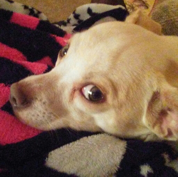 PET FRIENDLY - Picture 2 of 8